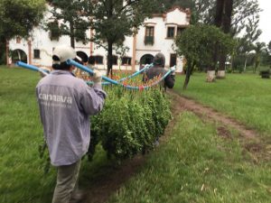 48340-cannava-la-empresa-de-morales-que-pone-en-debate-la-legalizacion-de-la-marihuana