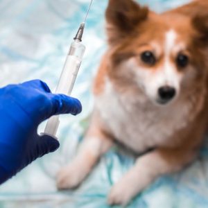 bigstock-veterinarian-vaccinates-a-dog-303516343_1_621x621