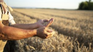 farmers-hands-wheat-crops-field-960x540