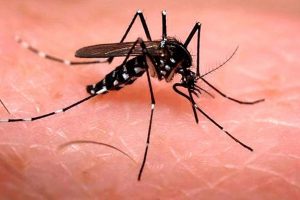 20230326-Mosquito-Dengue-4