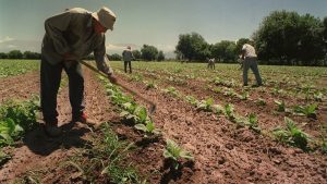 trabajadores-rurales