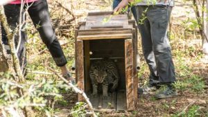 cafaju-ocelote-liberacion-48jpg