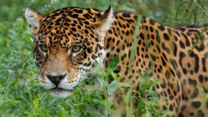 ejemplar-yaguarete-panthera-onca-su-habitat-natural-credito-la-foto-fundacion-rewillding