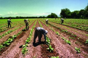 92276-se-establecieron-las-remuneraciones-minimas-para-trabajadores-rurales-de-salta-y-jujuy