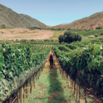 Un nuevo circuito de vinos se presenta oficialmente en Jujuy
