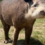 “Killa”, el nombre elegido para la Tapir recuperada por el Ministerio de Ambiente