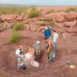 Neuquén: descubrieron una nueva especie de dinosaurio que vivió hace 95 millones de años