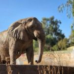 Kenya llegó a Brasil y ya no quedan elefantes en Argentina