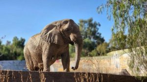ecoparque-elefanta-kenyajpg