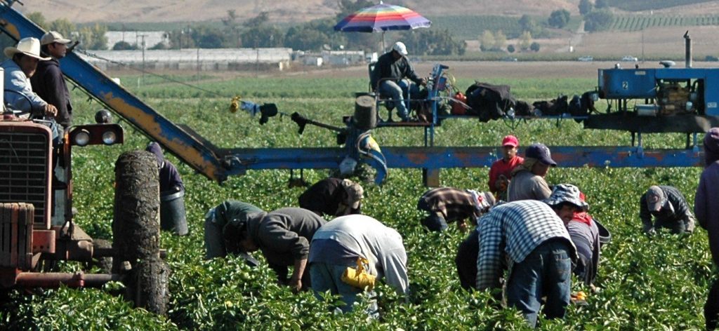 farm workers harvesting yellow peppers in California
