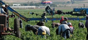 farm workers harvesting yellow peppers in California