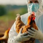 Suspenden exportaciones de productos avícolas por un brote de influenza aviar en Buenos Aires