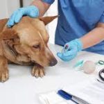 Analizan proyecto de ley para establecer guardias veterinarias obligatorias en Jujuy