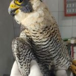 Rescate animal: dos ejemplares de fauna nativa fueron rescatados