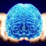 El cerebro se desarrolla hasta las 25 años, según expertos